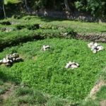 Routoir Horc'hant à Trédarzec
