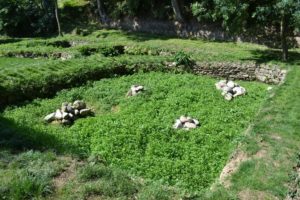 Routoir Horc'hant à Trédarzec